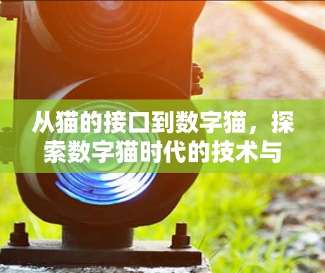 从猫的接口到数字猫，探索数字猫时代的技术与未来